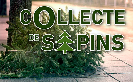 Collecte de sapins