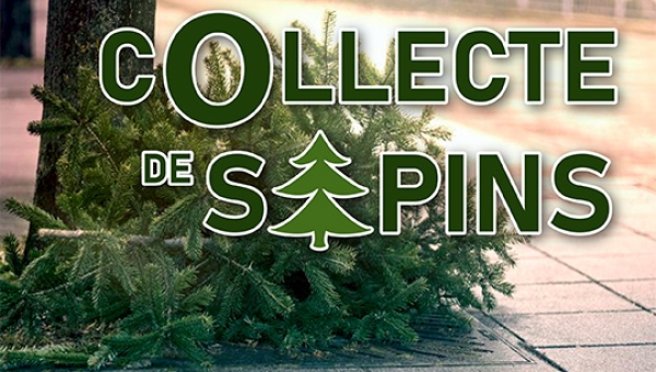 Collecte de sapins